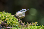 Eurasian nuthatch