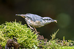 Eurasian nuthatch