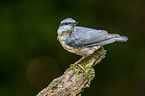 Eurasian nuthatch