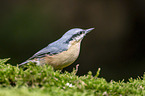 Eurasian nuthatch