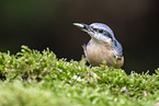 Eurasian nuthatch