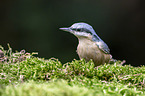 Eurasian nuthatch