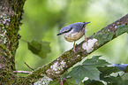 Eurasian nuthatch