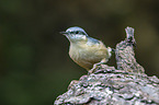 Eurasian nuthatch