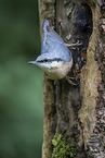 Eurasian nuthatch