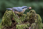Eurasian nuthatch