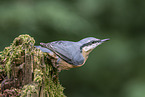 Eurasian nuthatch