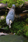 Eurasian nuthatch