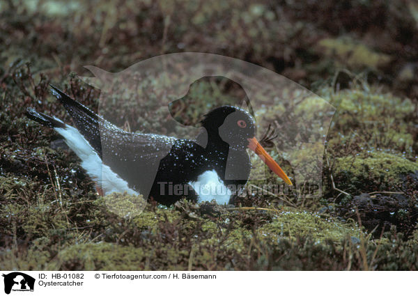 Austernfischer / Oystercatcher / HB-01082