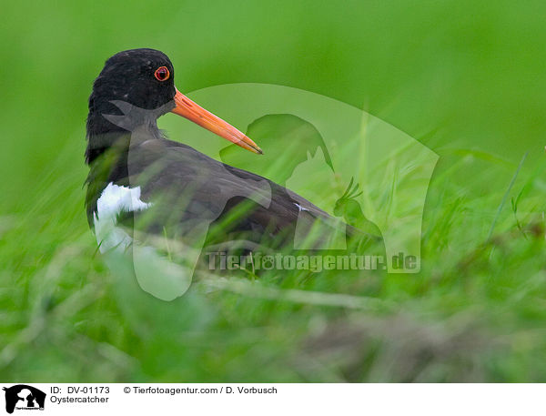 Oystercatcher / DV-01173