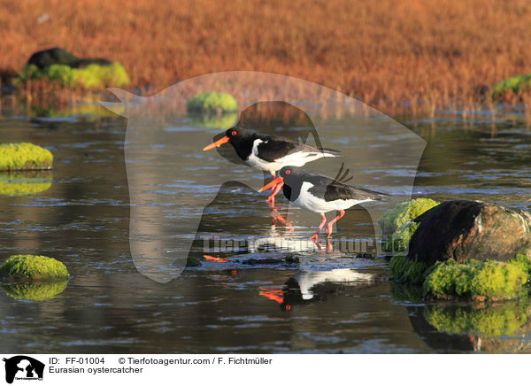 Austernfischer / Eurasian oystercatcher / FF-01004