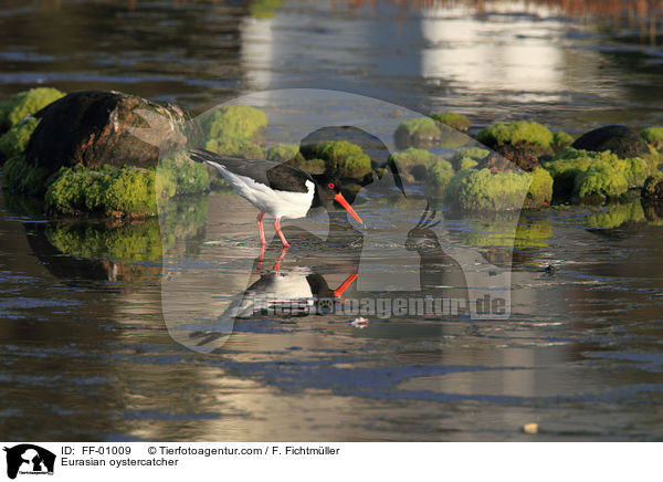 Austernfischer / Eurasian oystercatcher / FF-01009