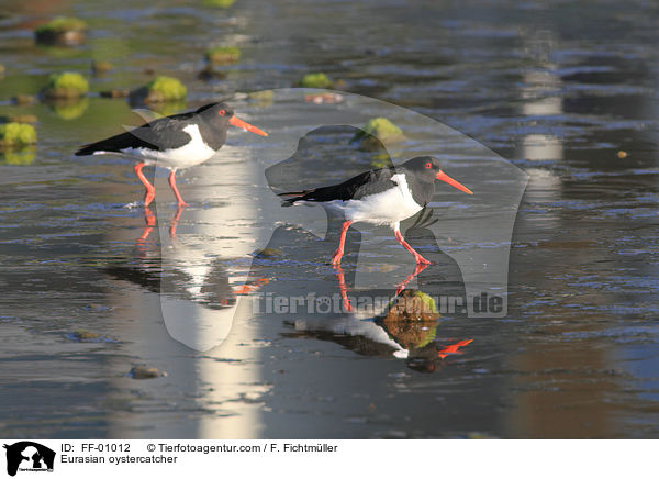 Austernfischer / Eurasian oystercatcher / FF-01012