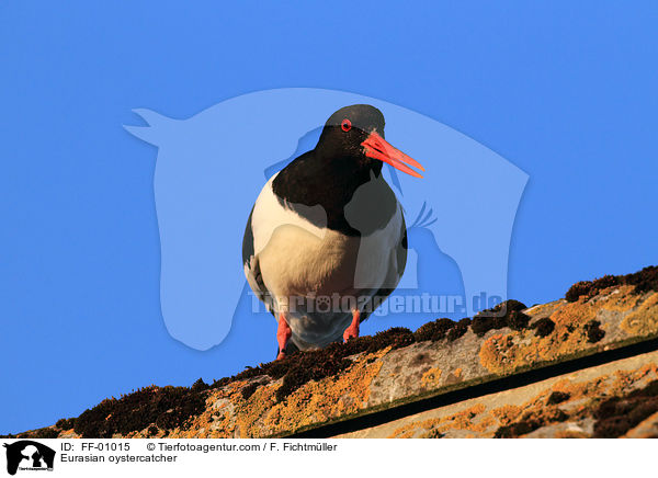 Austernfischer / Eurasian oystercatcher / FF-01015