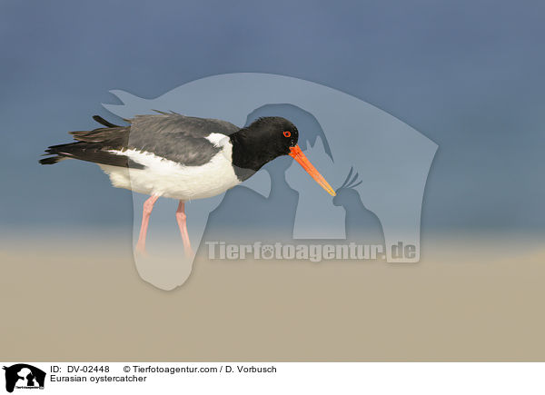 Austernfischer / Eurasian oystercatcher / DV-02448