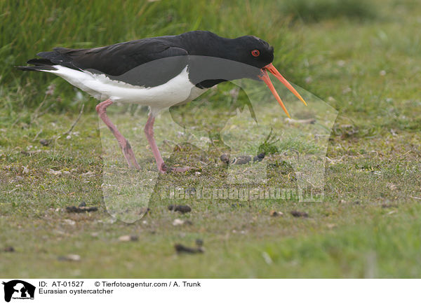 Eurasian oystercatcher / AT-01527