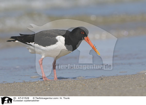 Eurasian oystercatcher / AT-01528