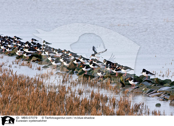 Austernfischer / Eurasian oystercatcher / MBS-07079