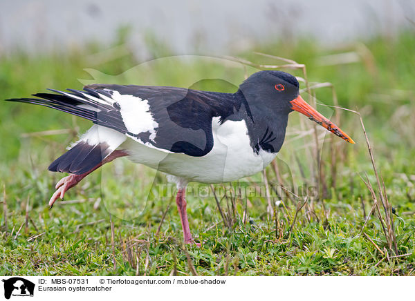 Austernfischer / Eurasian oystercatcher / MBS-07531