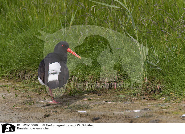 Austernfischer / Eurasian oystercatcher / WS-05068