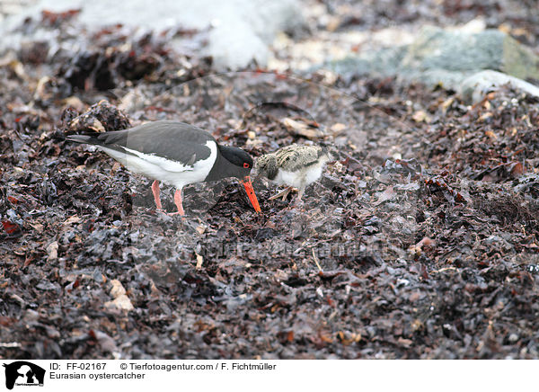 Eurasian oystercatcher / FF-02167