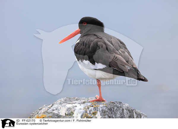 Austernfischer / Eurasian oystercatcher / FF-02170