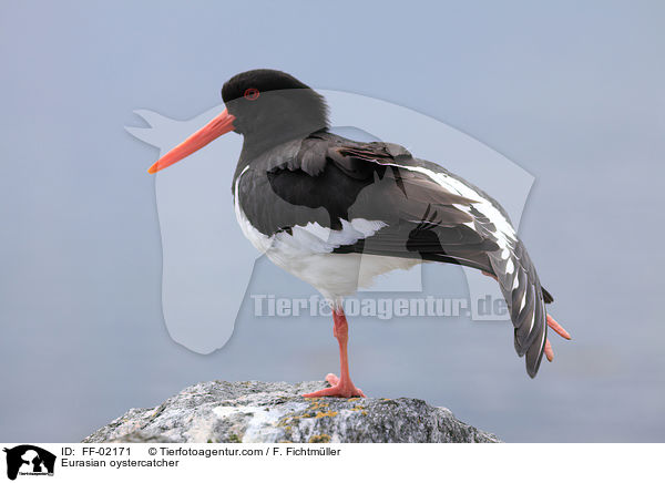 Eurasian oystercatcher / FF-02171