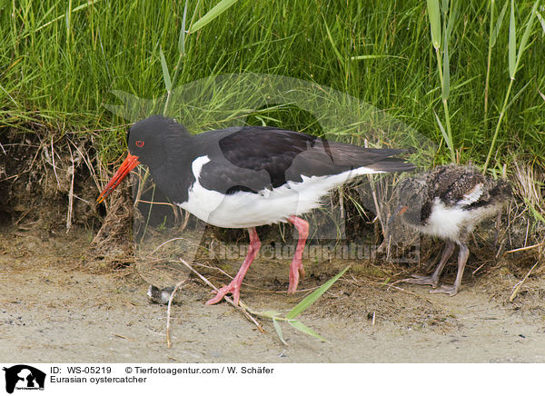 Austernfischer / Eurasian oystercatcher / WS-05219