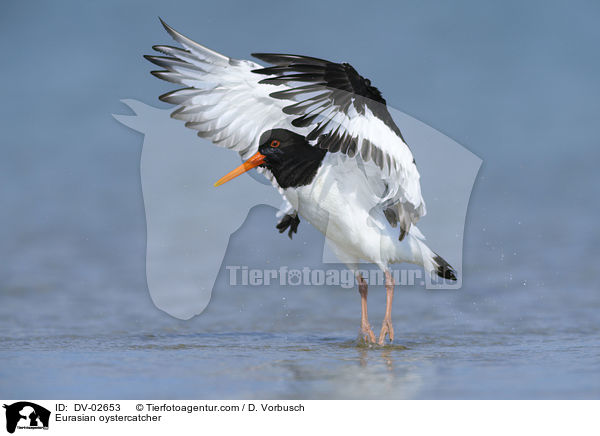 Eurasian oystercatcher / DV-02653