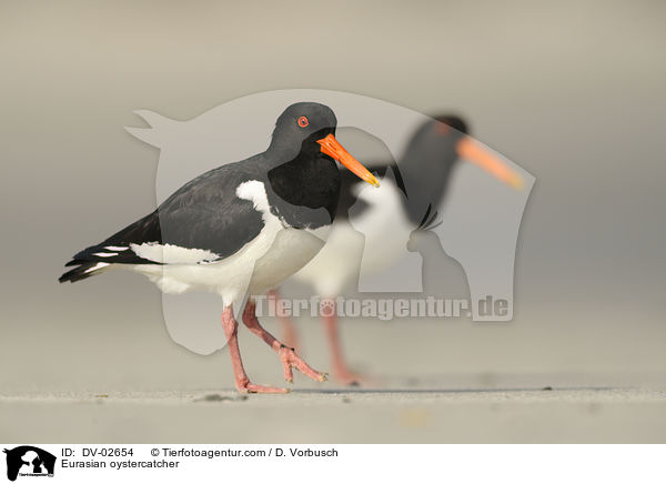 Eurasian oystercatcher / DV-02654