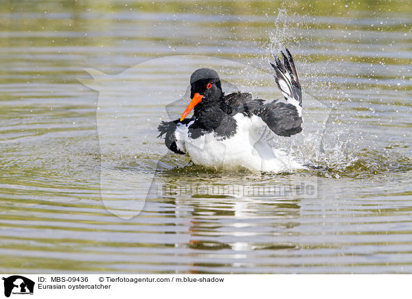 Eurasian oystercatcher / MBS-09436