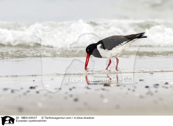 Eurasian oystercatcher / MBS-09437