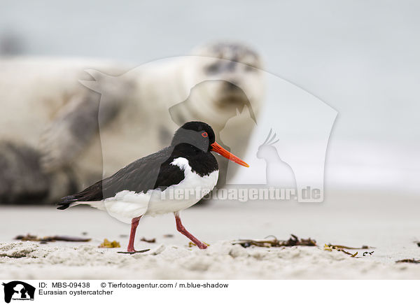 Eurasian oystercatcher / MBS-09438