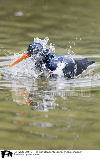 Eurasian oystercatcher / MBS-09440