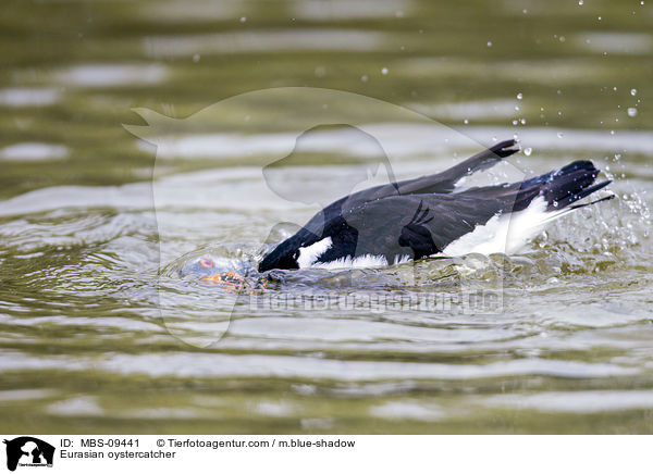 Austernfischer / Eurasian oystercatcher / MBS-09441