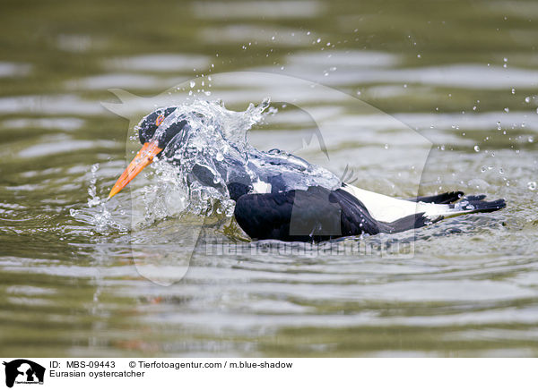 Eurasian oystercatcher / MBS-09443