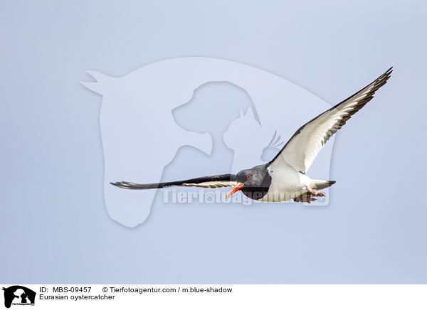 Eurasian oystercatcher / MBS-09457