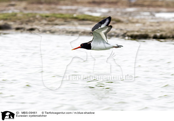 Austernfischer / Eurasian oystercatcher / MBS-09461