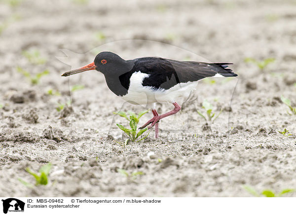 Eurasian oystercatcher / MBS-09462