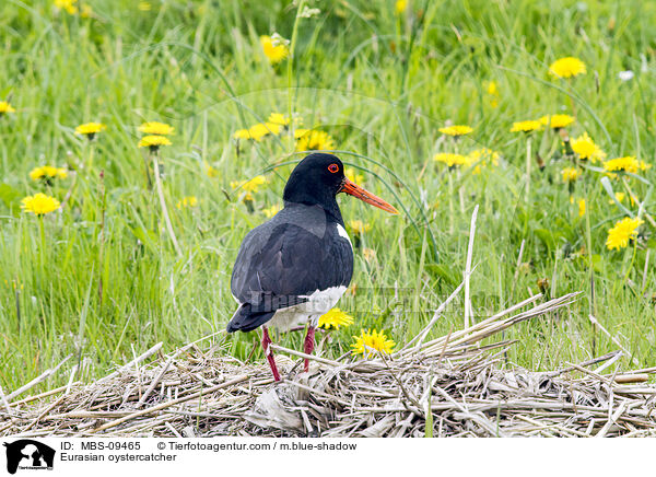 Austernfischer / Eurasian oystercatcher / MBS-09465