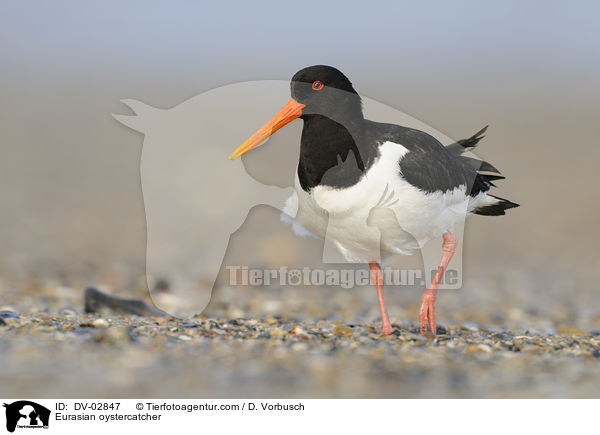 Austernfischer / Eurasian oystercatcher / DV-02847
