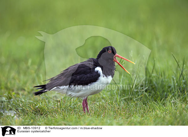Eurasian oystercatcher / MBS-10912
