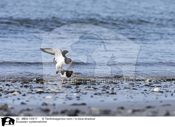 Eurasian oystercatcher / MBS-10917