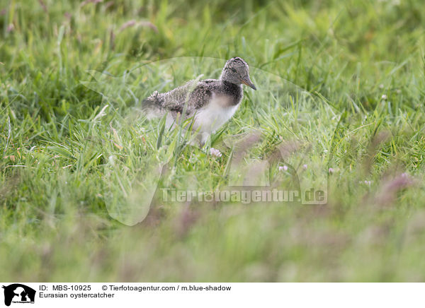 Eurasian oystercatcher / MBS-10925