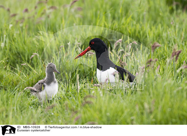 Eurasian oystercatcher / MBS-10928