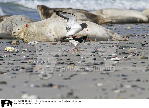 Eurasian oystercatcher / MBS-10929