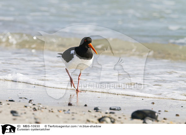 Eurasian oystercatcher / MBS-10930