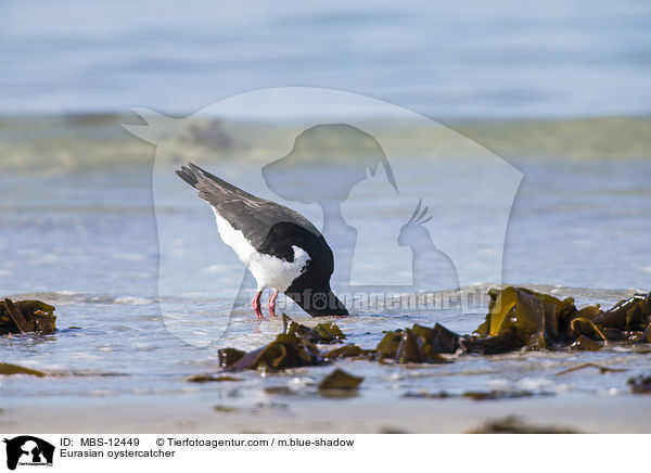 Austernfischer / Eurasian oystercatcher / MBS-12449