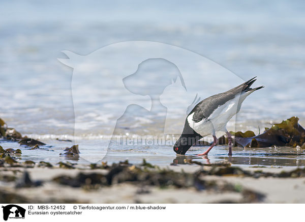 Austernfischer / Eurasian oystercatcher / MBS-12452