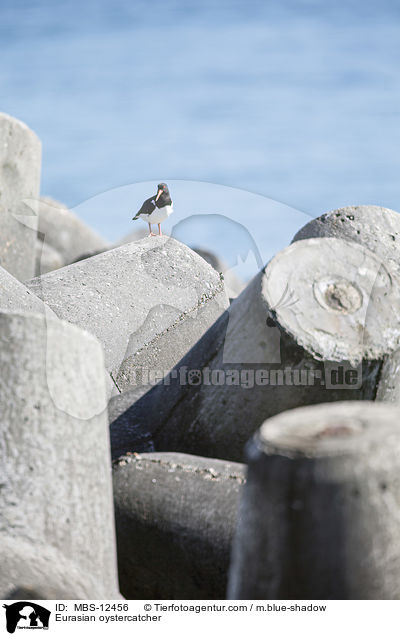 Austernfischer / Eurasian oystercatcher / MBS-12456